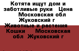 Котята ищут дом и заботливые руки › Цена ­ 1 - Московская обл., Жуковский г. Животные и растения » Кошки   . Московская обл.,Жуковский г.